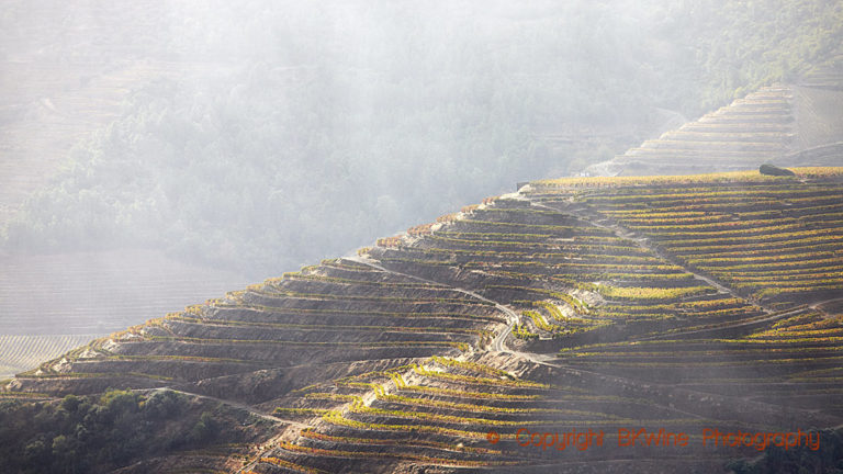 Vineyards in the Douro Valley, Portugal