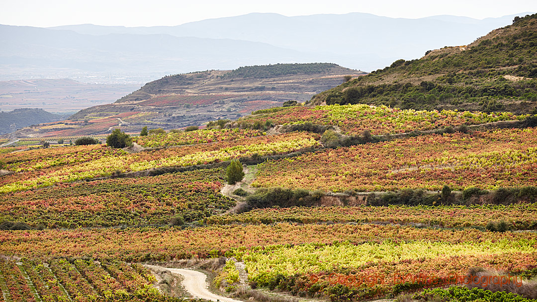 Vineyards in the autumn in Rioja, Spain