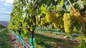 Riesling, almost ripe in Central Otago, New Zealand