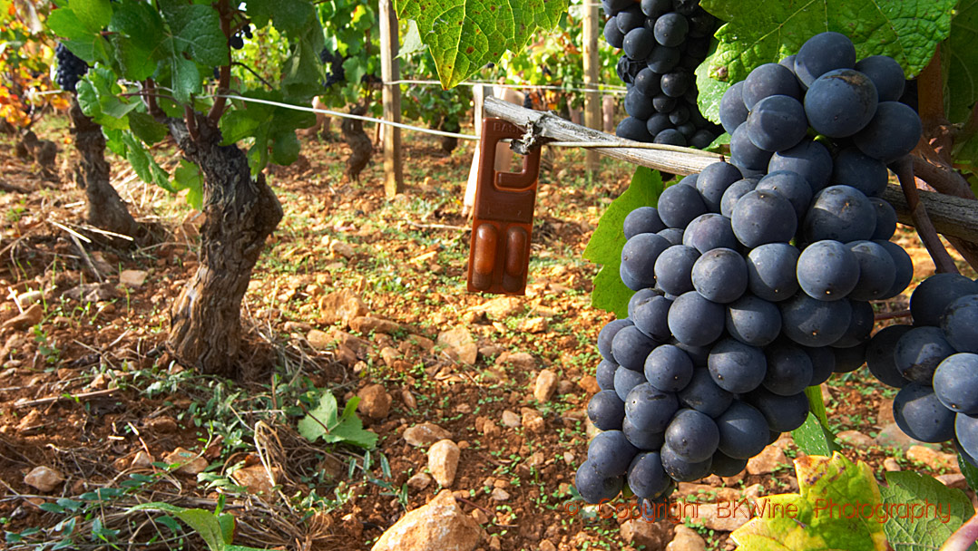 Pinot noir in a vineyard with sexual confusion