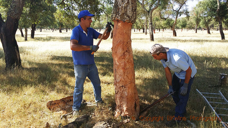 Harvesting oak bark for cork, Alentejo, Portugal