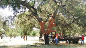 Harvesting oak bark for cork, Alentejo, Portugal