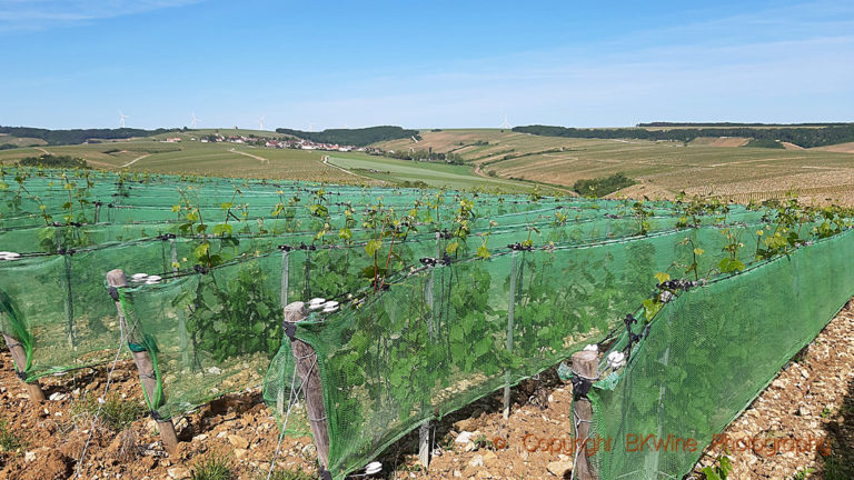 Hail nets in Chablis