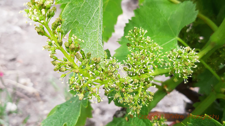 Vine in flower