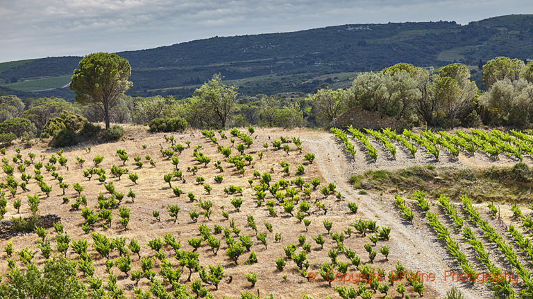 Old and new vineyards in Fitou/Corbieres in Languedoc