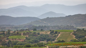 Vineyards in Minervois in Languedoc