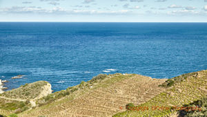 Vineyards in Collioure overlooking the Mediterranean