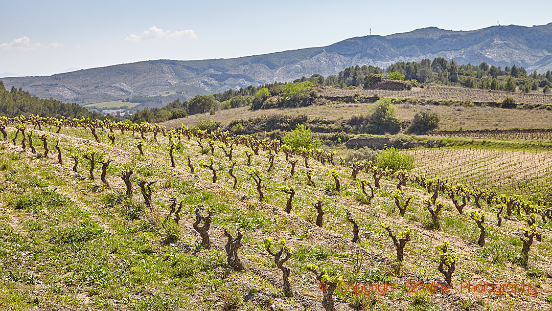 Vineyards in Vallee de l'Agly in Roussillon