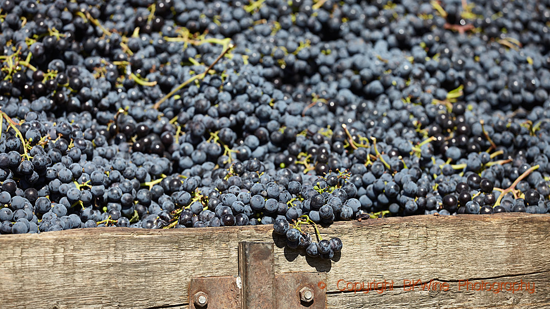 Grapes coming in from the harvest in Moldova