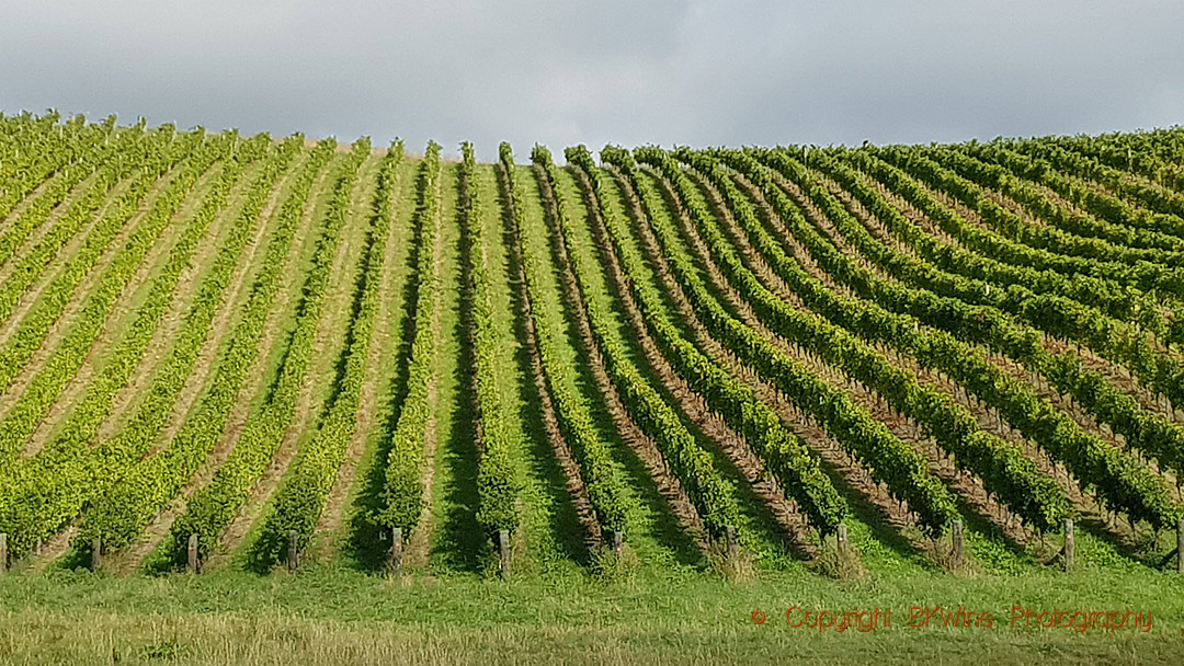 Vineyards with sauvignon blanc in Marlborough, New Zealand