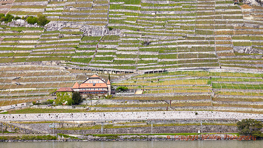 Vineyards in Lavaux canton Vaud in Switzerland