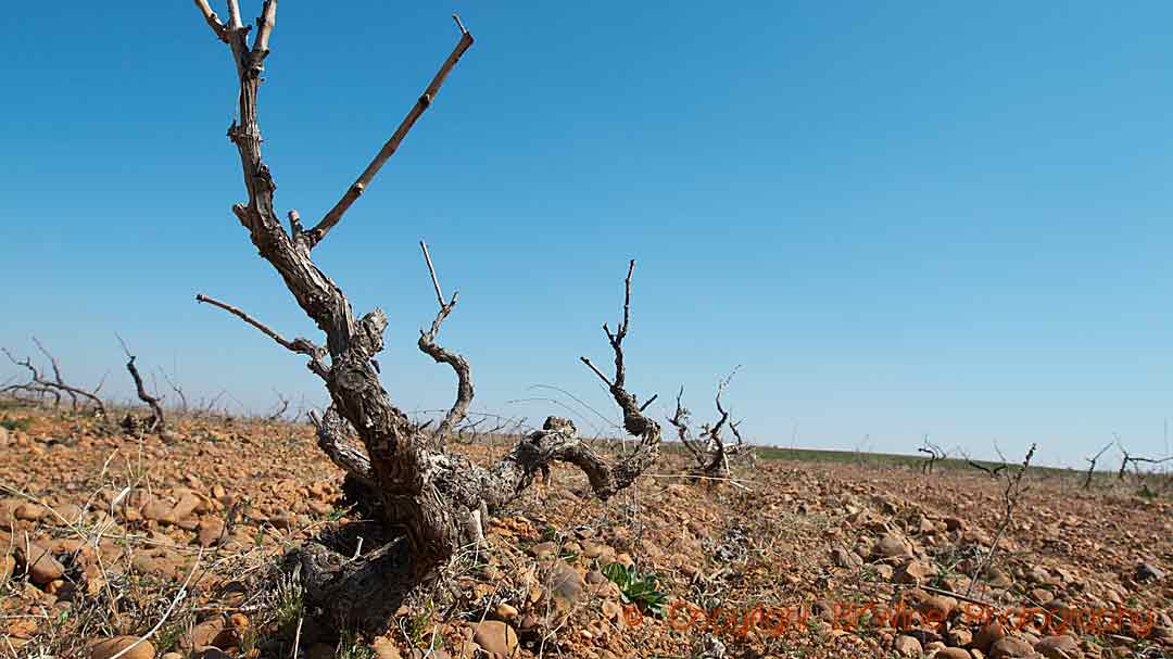 Old vines in Castile and Leon planted circa 1920