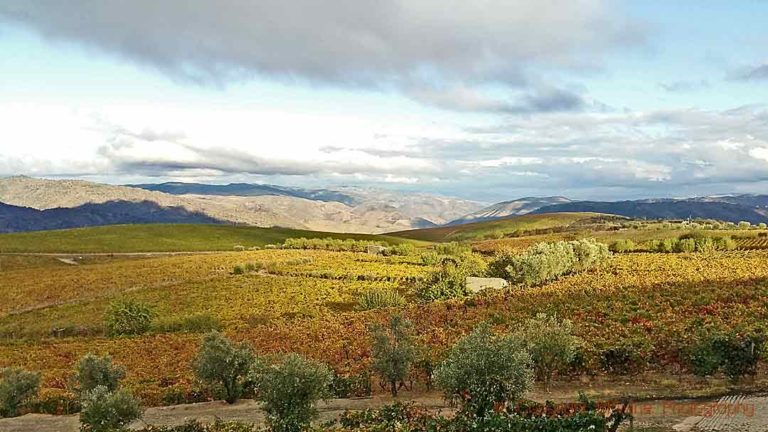 The view from Quevedo Port Wine