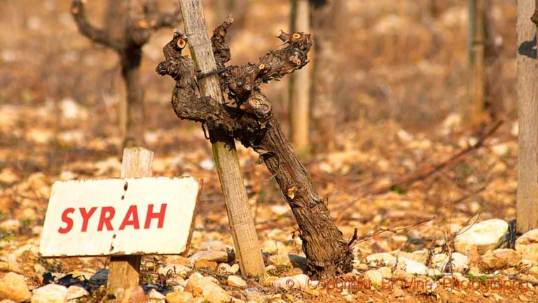 A syrah vine in winter in the Rhone Valley