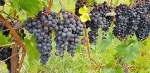 Ripe syrah in the vineyard at Unison Vineyard, Gimblett Gravels, Hawke's Bay, New Zealand