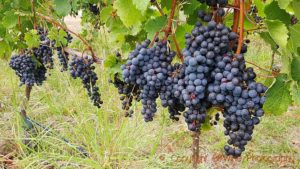 Syrah in a vineyard in Hawke's Bay, New Zealand