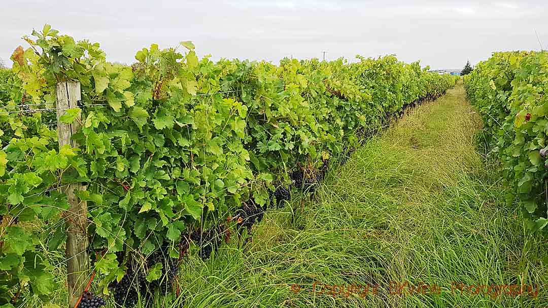 The vineyard at Unison Vineyard, Hawke's Bay, New Zealand