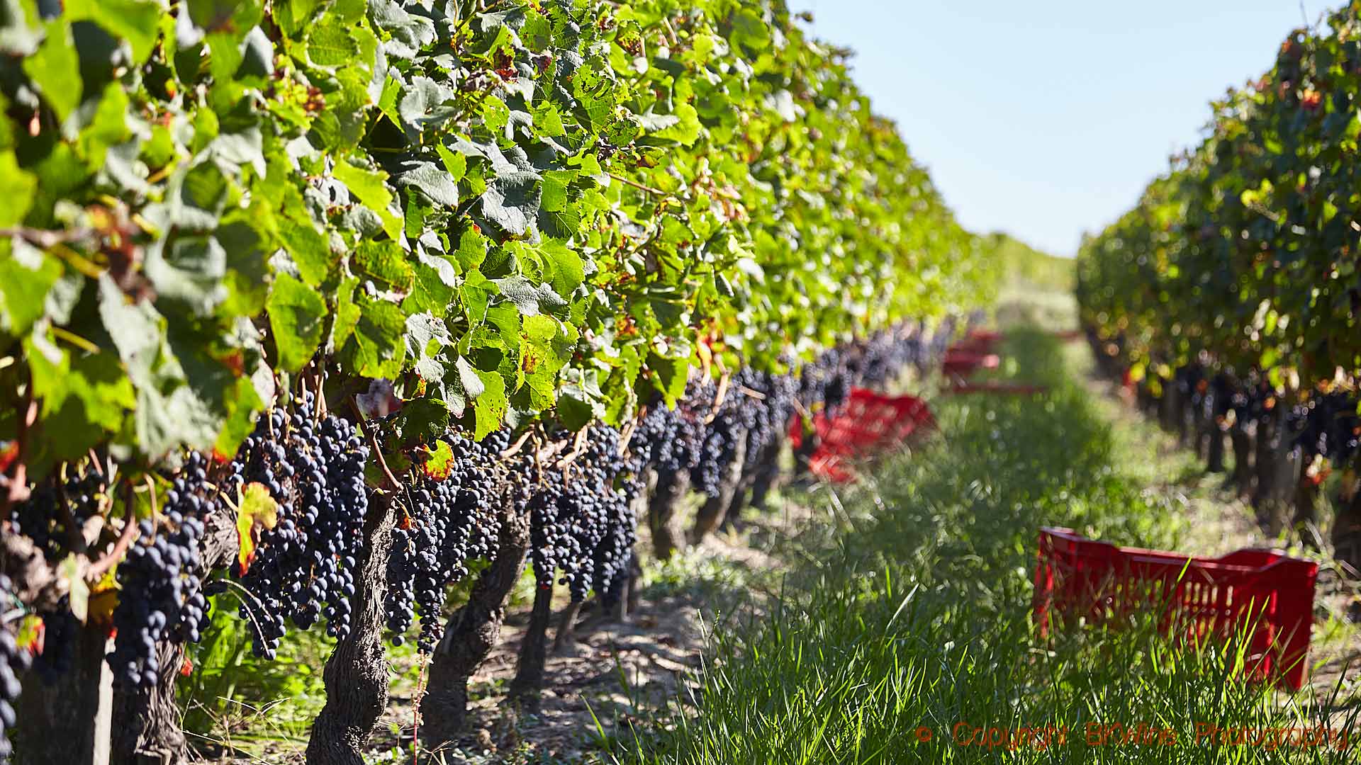 Бордо Франция виноградники