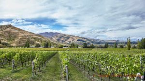 Vineyards at Felton Road Wines in Bannockburn, Central Otago, New Zealand