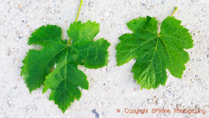 A merlot leaf, left, and a malbec on the right, at Chateau Bouscaut, Graves, Pessac Leognan, Bordeaux