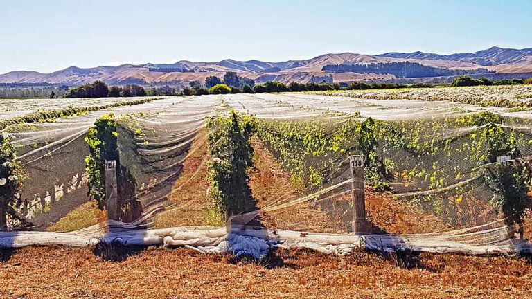 Nets to protect from bird damage in a vineyard in Marlborough, New Zealand