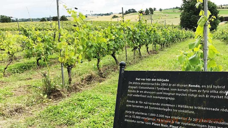 The vineyard "this is where it started", at Hällåkra Vingård in Skåne, Sweden