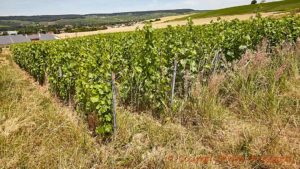 A vineyard where no herbicides are used, grass-weed grow plenty, in Champagne