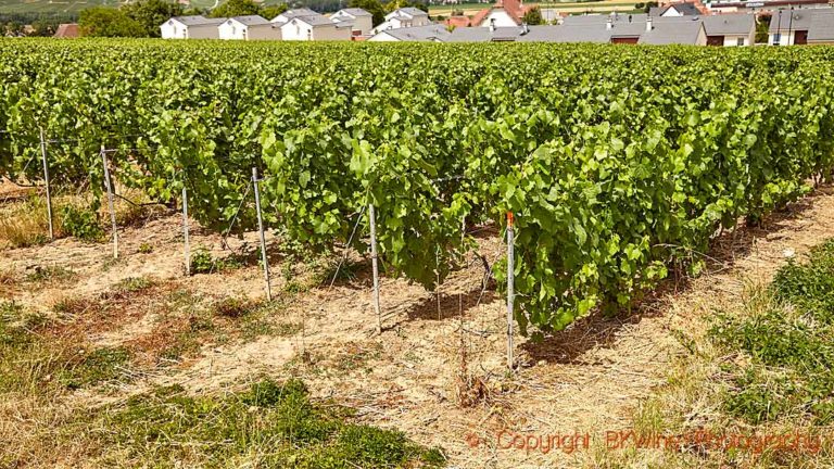 A vineyard where chemical herbicides are used, in Champagne