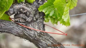 A device to release pheromones for sexual confusion in the vineyard, Faugeres, Languedoc