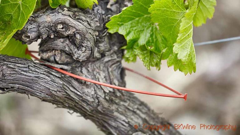 A device to release pheromones for sexual confusion in the vineyard, Faugeres, Languedoc