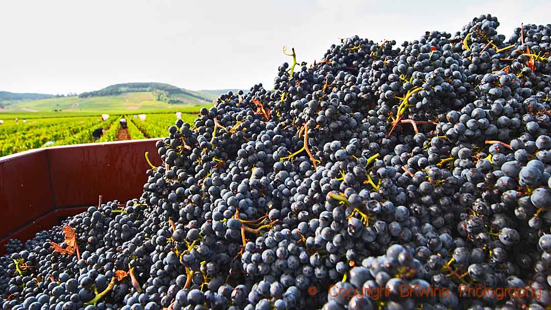 Pinot noir grapes just harvested in a vineyard in Pommard in Burgundy