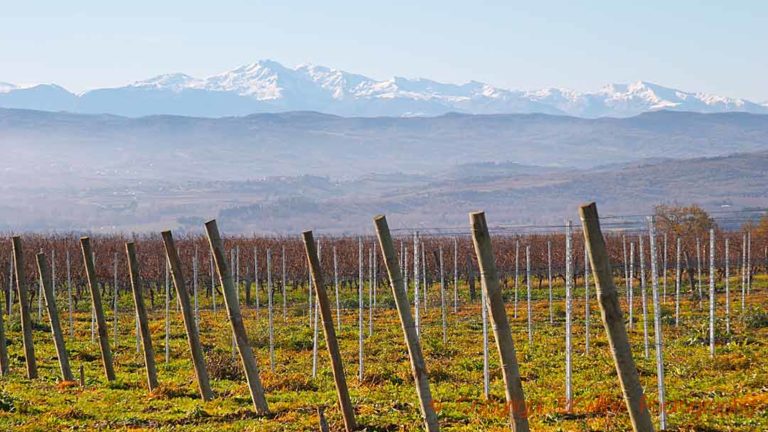 Vineyard in Limoux, Languedoc, with a view over the Pyrenees