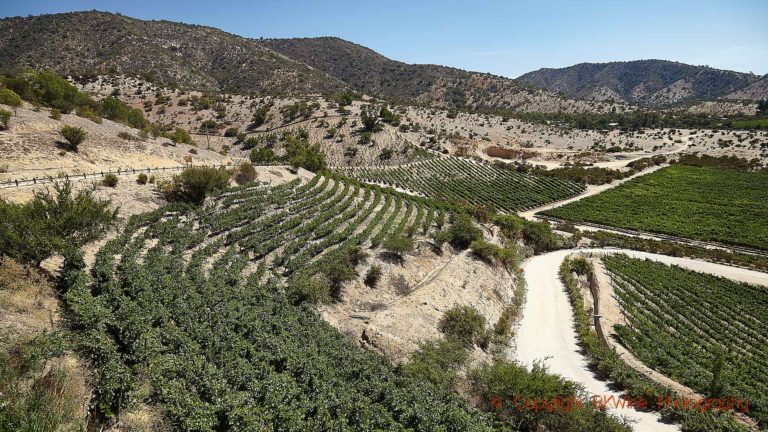 Vineyards on a hill slope in Casablanca Valley, Chile