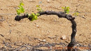 The a vine in the vineyard of Domaine Pierre Gaillard, Condrieu, Saint Joseph, Rhone