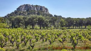 Vineyards in La Clape, Languedoc, among trees and limestone rocks