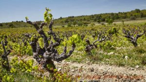 Old vine in a vineyard in La Clape, Languedoc