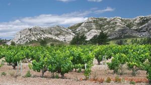 The Alpilles mountain range and vineyards in Les Beaux in Provence