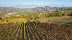 Timorasso vineyards at I Carpini in Colli Tortonesi, Piedmont, Italy