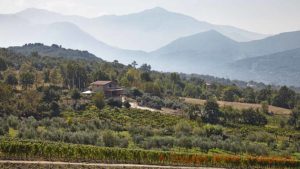 Landscape in Campania with vineyards, olive trees and mountains