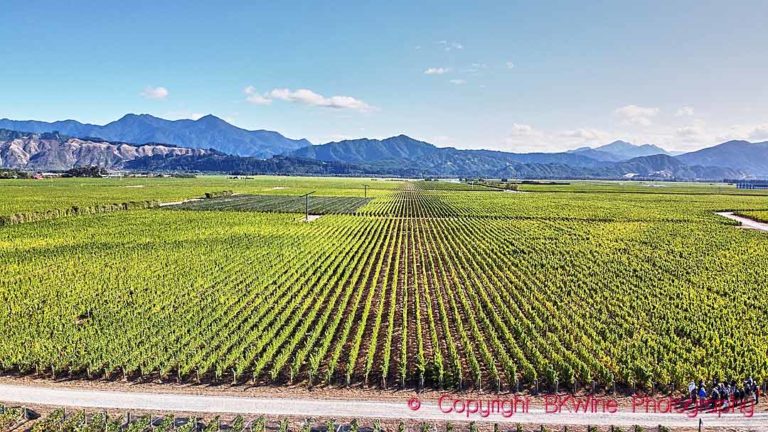 Sauvignon blanc landscape in Marlborough, New Zealand