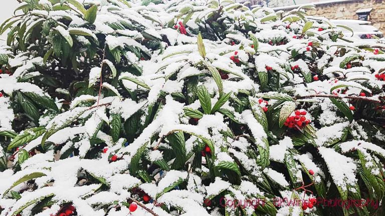 Snow on a green bush in winter