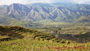 Landscape with vineyards on Mount Etna, Sicily, Italy