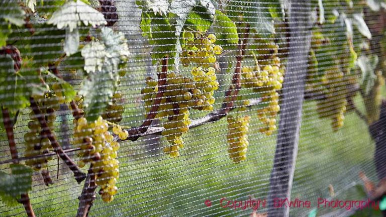 Sauvignon blanc grapes protected by bird nets in Marlborough, New Zealand