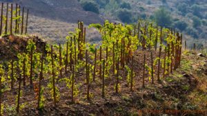 Vineyards of Mas Igneus near Gratallops in Priorat (Priorato), Catalonia, Spain