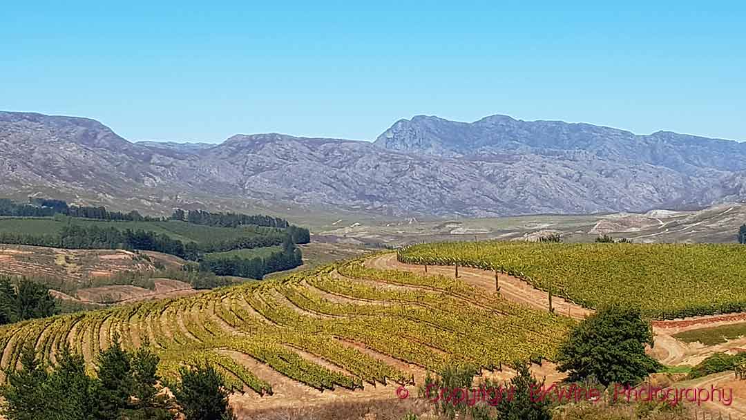 Elgin Vintners Fabulous South African Wines From A Cool Climate Bkwine Magazine 0436