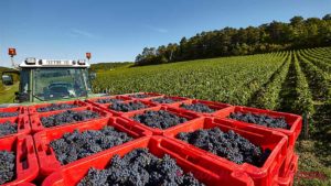 Harvested grapes, pinot noir, in the Cote des Bar, Aube, Champagne