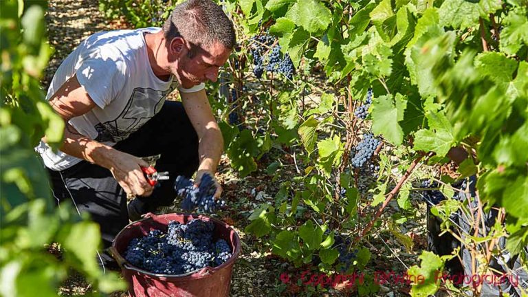 Harvesting pinot noir in Cote des Bar, Aube, Champagne