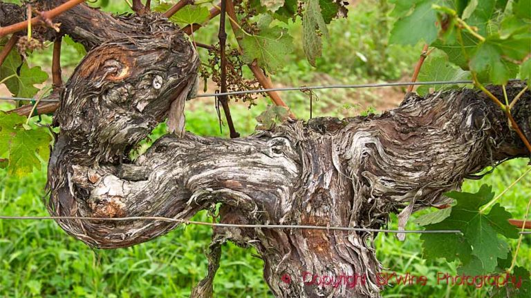 A very old vine in a vineyard in Bordeaux