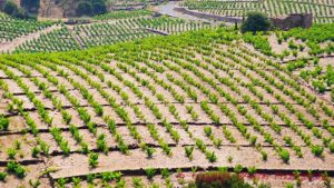 Vineyards in Roussillon, Collioure / Banyuls, at Coume del Mas