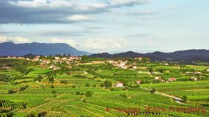 View over the vineyards in Collio Goriziano in northern Italy from the Slovenian side of the border